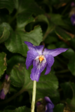 Viola odorata RCP2-2014 028.JPG